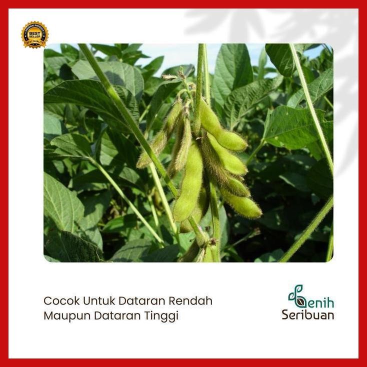 

(Diskon) 5 Benih Kedelai Edamame Ryoko Bibit Sayuran Kacang Jepang Super Unggul Bestseller