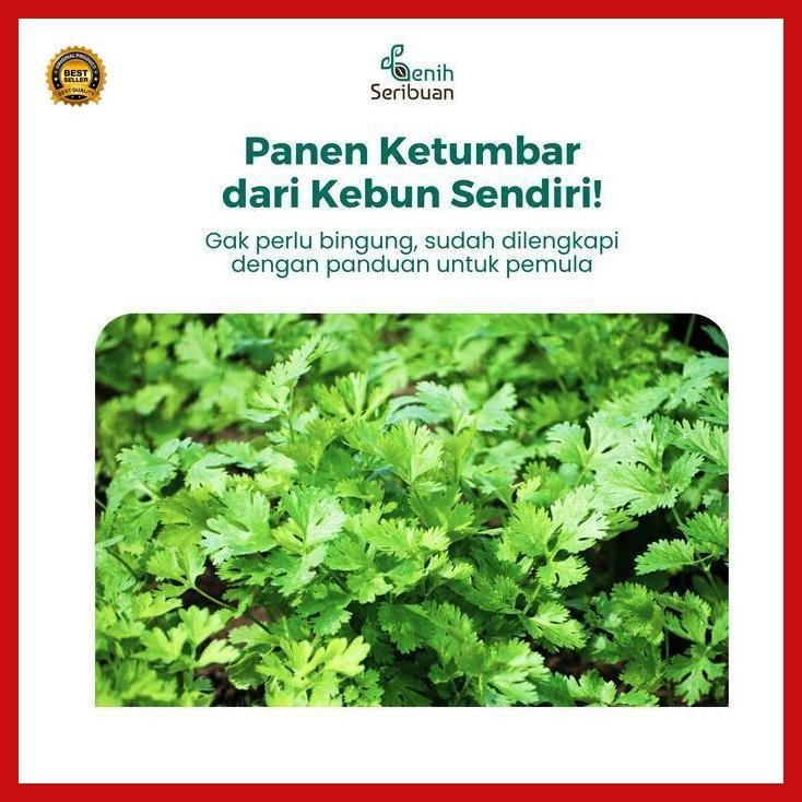 (Promo) 25 Benih Ketumbar Coriander Favor Bibit Sayuran Known You Seed Import Bestseller