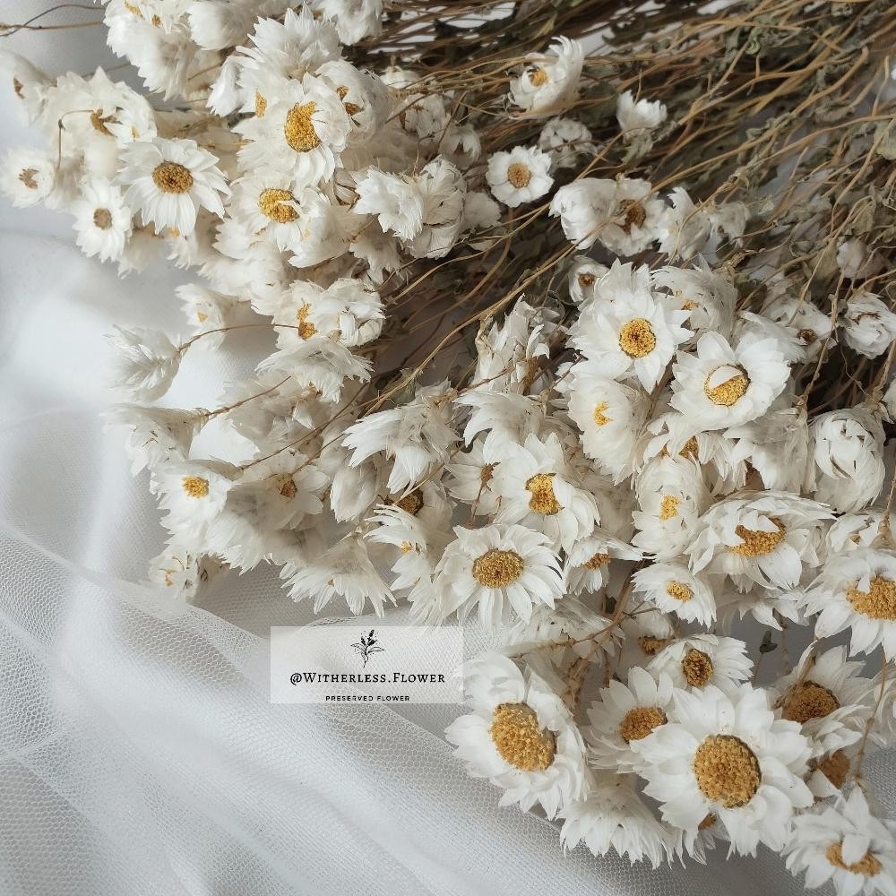 Original 10 Gr Dried Rodanthe Flower / Dried Flower Daisy Rodanthe / Bunga Kering At-126