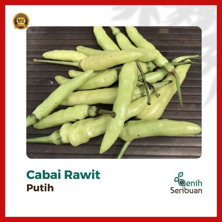 

(Diskon) 35 Cabai Rawit Putih F1 Cabe - Bibit Sayuran Seribuan Bestseller