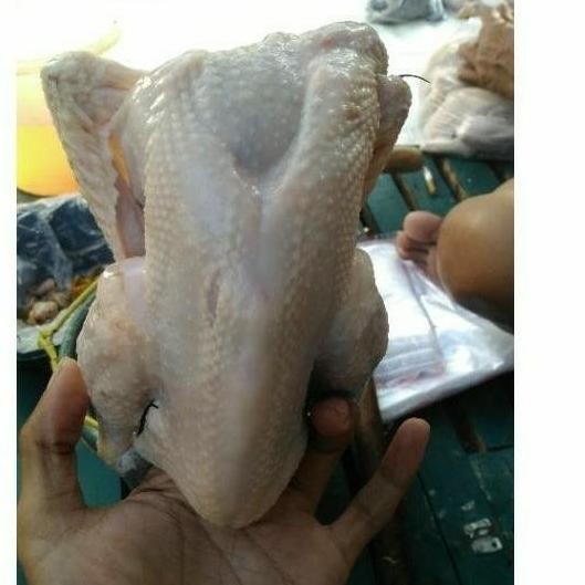 

AYAM KAMPUNG SMALL 500-600 gr