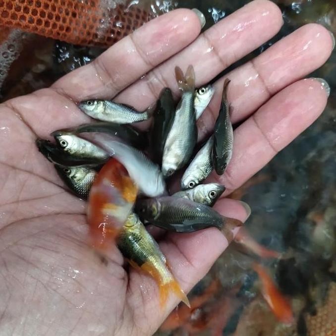 Anak Ikan Mas Umpan Predator Literan Bibit Ikan Mas