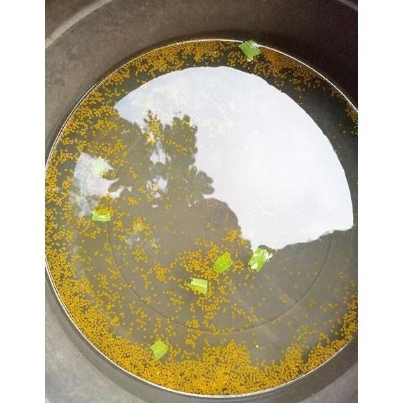 

(Good) (BERGARANSI) Telur/larva gurame paket 500 butir + 100