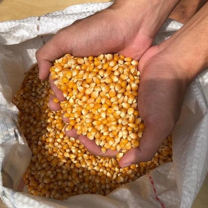 (Good) Jagung Brondong ( Bahan Popcorn Mentah ) Import