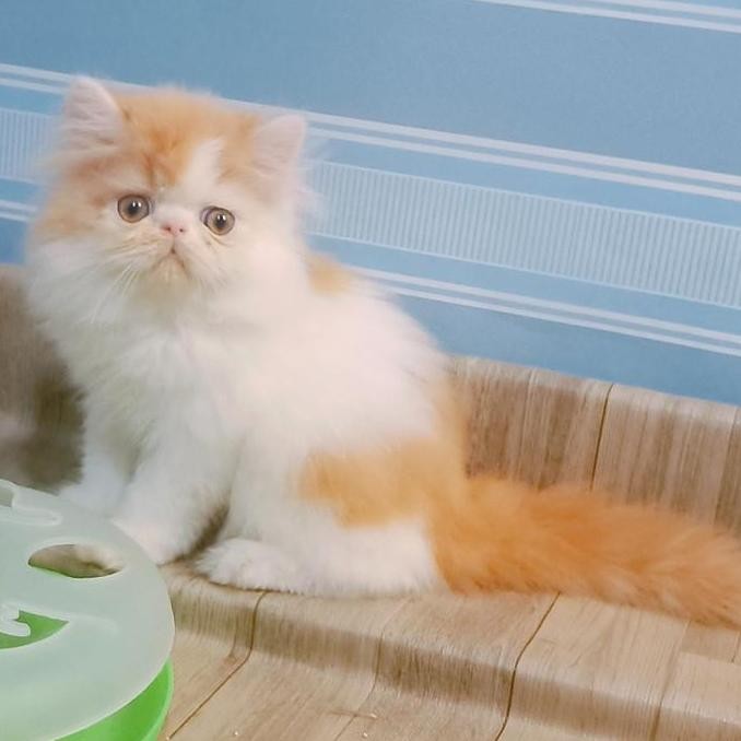 Persia peaknose longhair 1