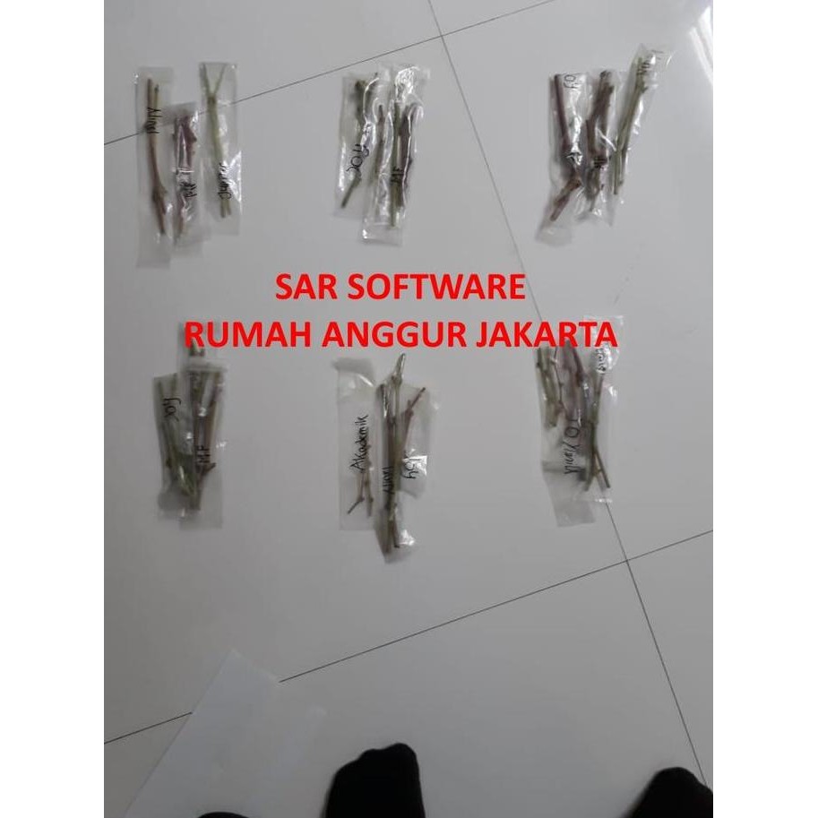 promo batang entres anggur impor