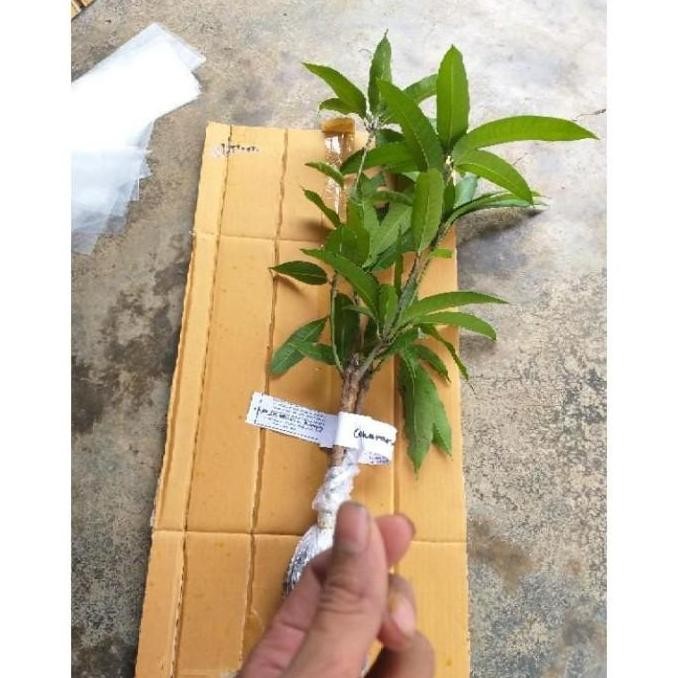 THE BEST Ready Bibit Mangga Kombinasi (1 pohon bisa berbuah 2 jenis
