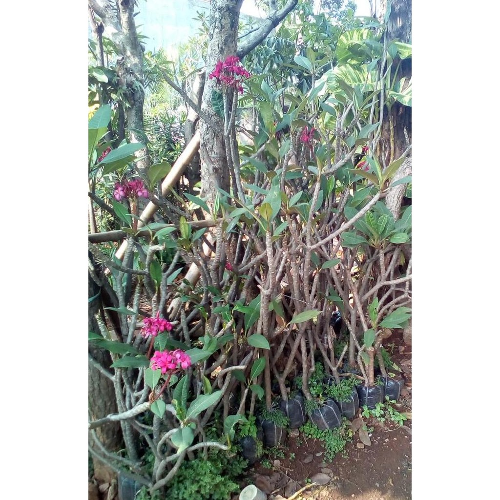 Pohon Kamboja Merah Kecap