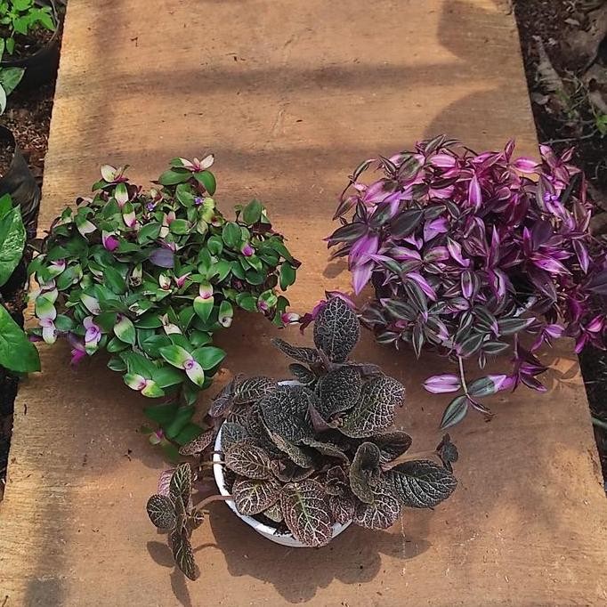 Paket Tanaman Zebrina/Episcia/Blushing Bride + Pot Putih