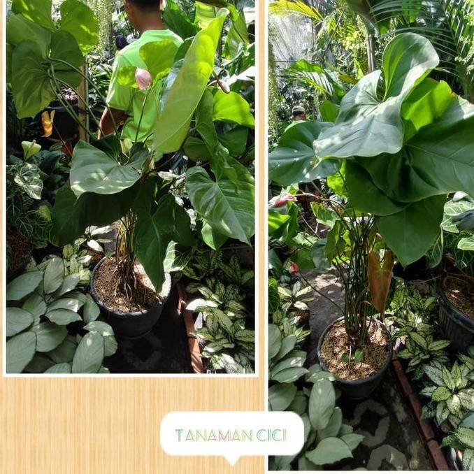 Tanaman Anthurium Bunga Besar Tanaman Hias Surabaya