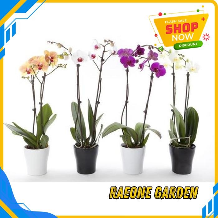 TANAMAN ANGGREK MINI POT ANGBUL BUNGA KOLEKSI DIJAMIN GRATIS ONGKIR