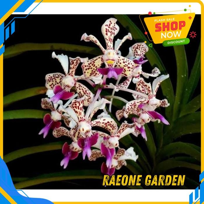 BUNGA ANGGREK VANDA TRICOLOR SPIKE BEST PRODUCT