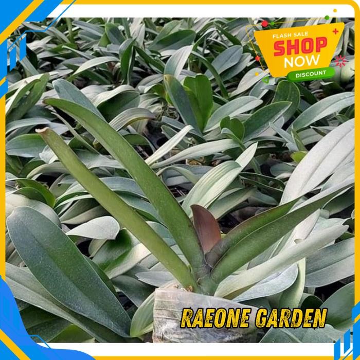 BUNGA ANGGREK ANGBUL DEWASAAN BEST PRODUCT