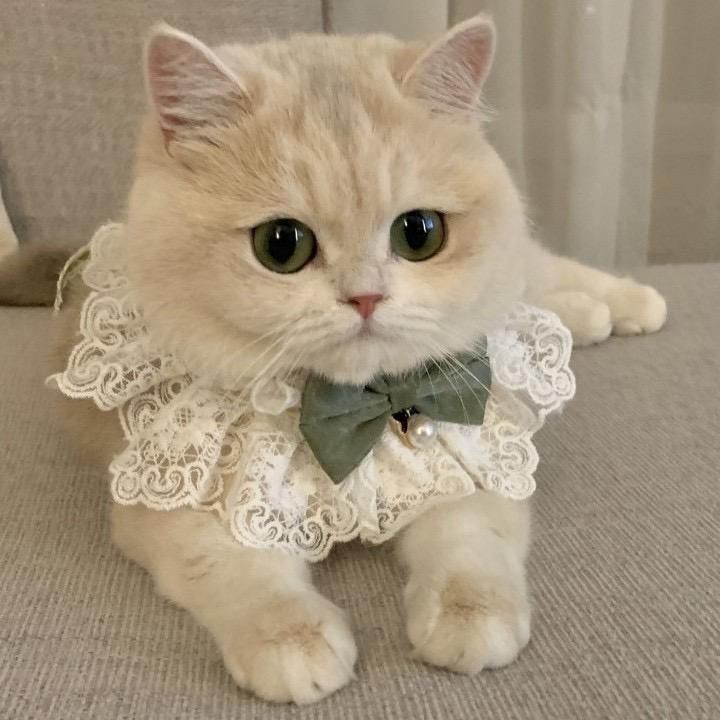 [COD] Syal kerah leher kucing dan anjing untuk anjing kecil, sedang, dan besar, syal renda lucu