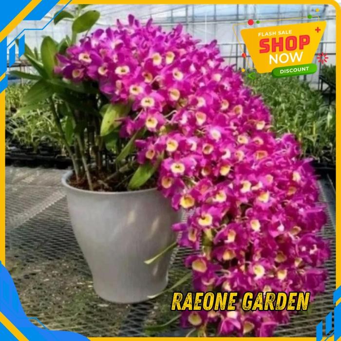 TANAMAN HIAS ANGGREK DENDROBIUM DENDROBIUM WANGI NOBILE ORIGINAL TERJAMIN BEST