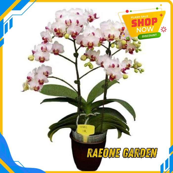 BUNGA ANGGREK BULAN SPIKE DOUBLE PUTIH LIDAH MERAH GRATIS ONGKIR