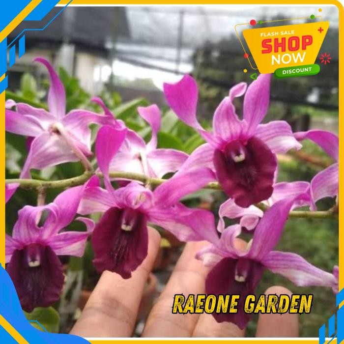 ANGGREK BULAN PUTIH HIDUP SEGAR ANGGREK DENDRO IRR TERBAIK