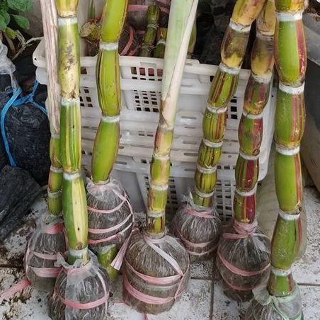 Tanaman Bibit Tebu Pelangi