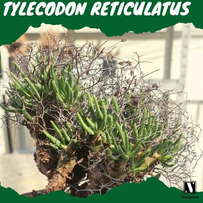 RARE [BIBIT TANAMAN LANGKA SUKULEN IMPORT] Tylecodon Reticulatus