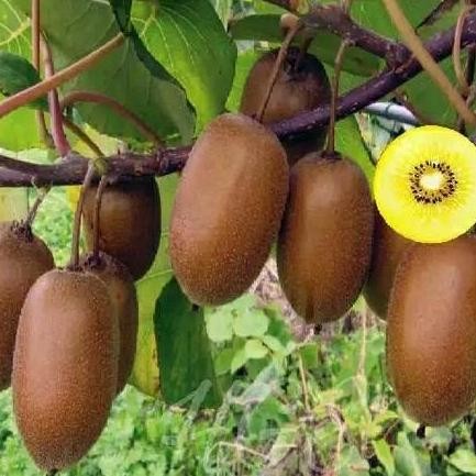 siap berbuah Bibit Tanaman buah kiwi Golden super fres