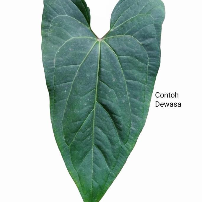 Bibit Tanaman Anthurium Kuping gajah Papillilaminum Red Stem