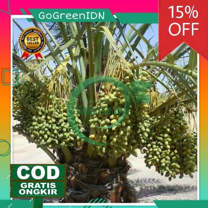 Bibit Tanaman Kurma Tropis | Kurma Tropis Hibrida