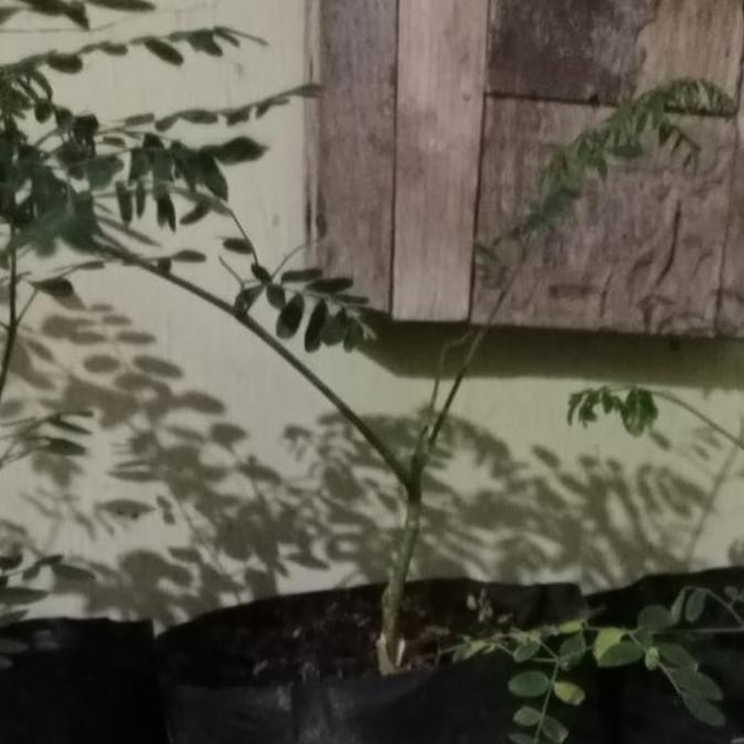 Bibit Tanaman Kelor Afrika Grafting/ Morenga Afrika/ Kelor Etiopia