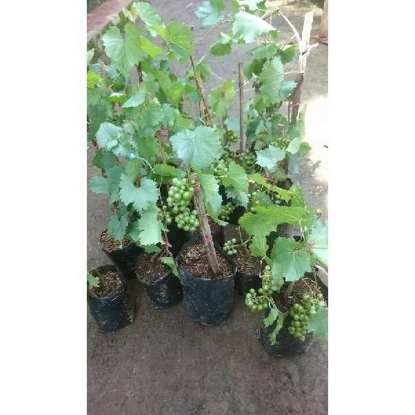N3Ng Bibit Pohon Anggur Sudah Berbuah / Tanaman Anggur