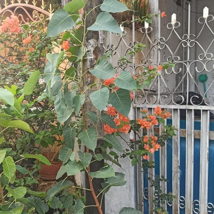 Pohon Bodhi Dewasa Tanaman bibit Bodi ficus religiosa Buddha bonsai