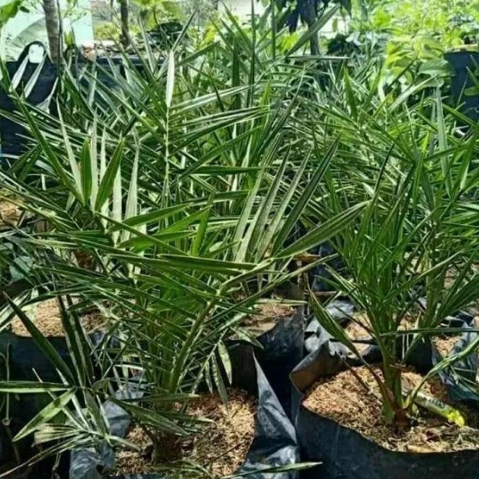 tanaman hias kurma ajwa / bibit pohon kurma ajwa / umur 3 tahun