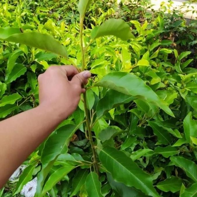 Bibit Tanaman Bunga Kantil Merah (Cemaka Merah) Okulasi Asli Langka