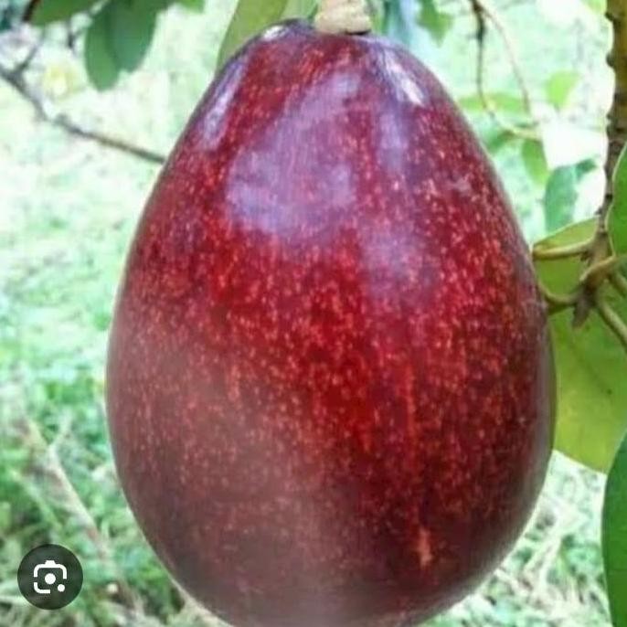 bibit tanaman buah alpukat red Vietnam tinggi 1meter up