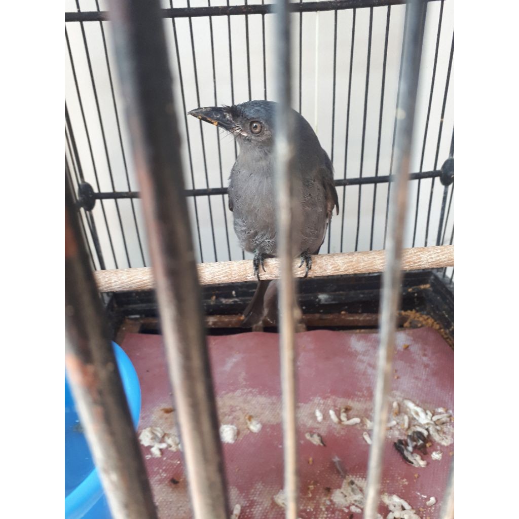 burung srigunting abu mata putih