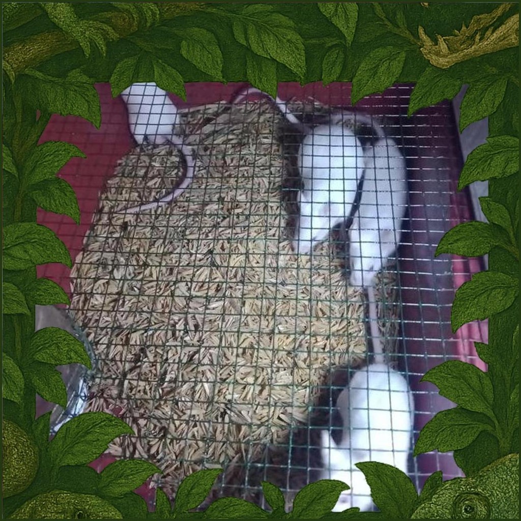 Paket Mencit 1Jantan 4Betina