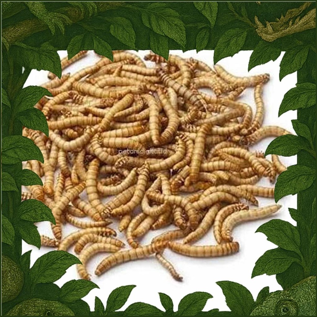 Ulat Hongkong/ Ulat Hongkong Pakan Reptil