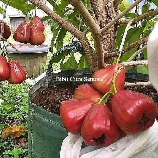 Bibit tanaman jambu air dalhari cangkok siap berbuah
