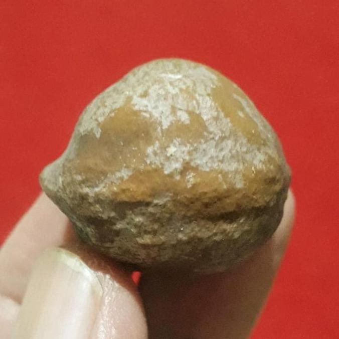 (Best) Muncang Adu Anak Mayit Urgen