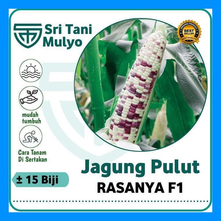 [Cod] - 15 Biji - Benih Jagung Ketan Rasanya F1 - Jagung Belang Jagung Hitam Putih - Jagung Hibrida