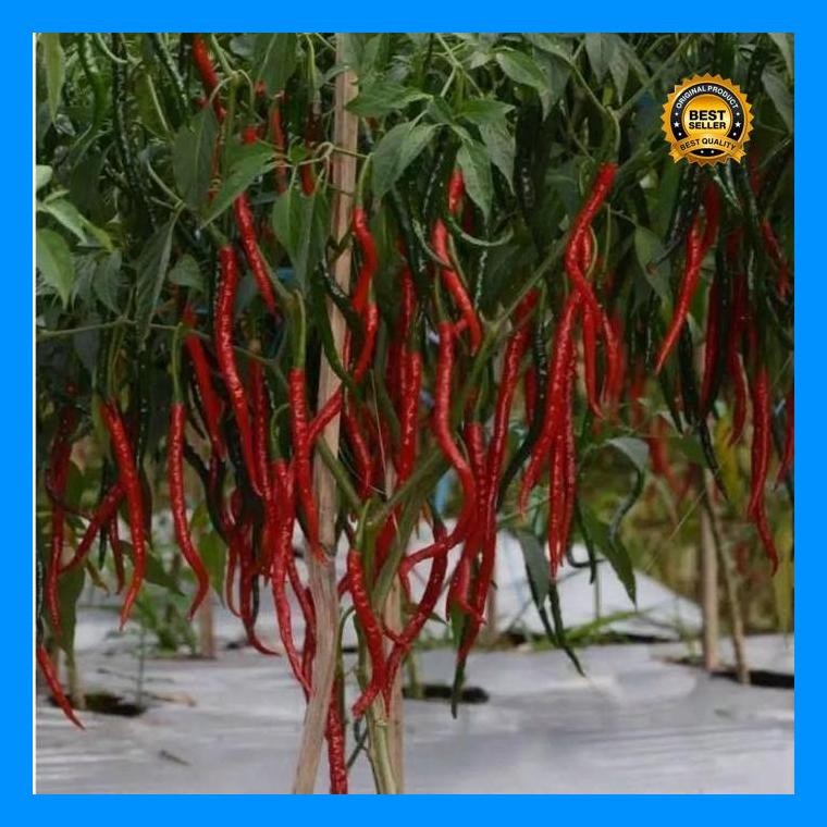 [Cod] - 50 Biji - Benih Cabe Cabai Keriting Unggul -Galih F1 Bibit Unggul