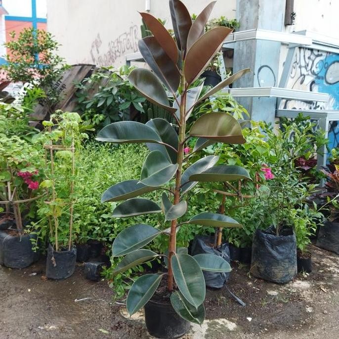 Promo tanaman rubber plant/ karet kebo COD