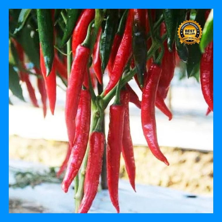 [Cod] - 10 Biji Benih Biji Cabe Merah Besar Pilar F1 (Tahan Panas) Panex Darmais