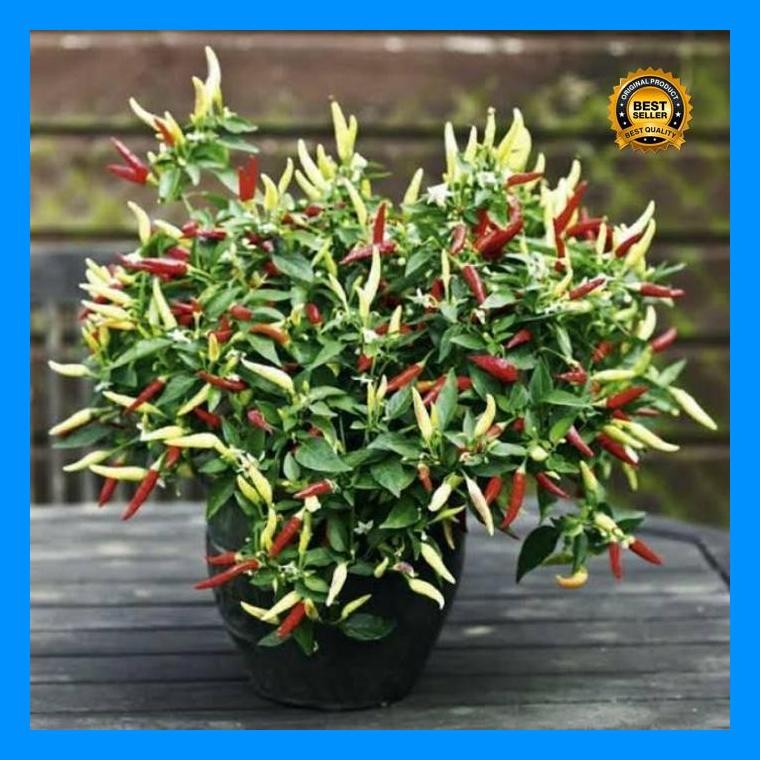 [Cod] - 25 Benih Bibit Biji Cabe Rawit Setan Putih Unggul F1 Cabe Setan Cabai