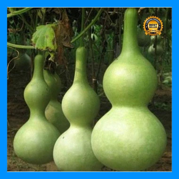[Cod] - Benih Labu Botol / Labu Kendi Squash - Bibit Labu Air - Bibit Buah