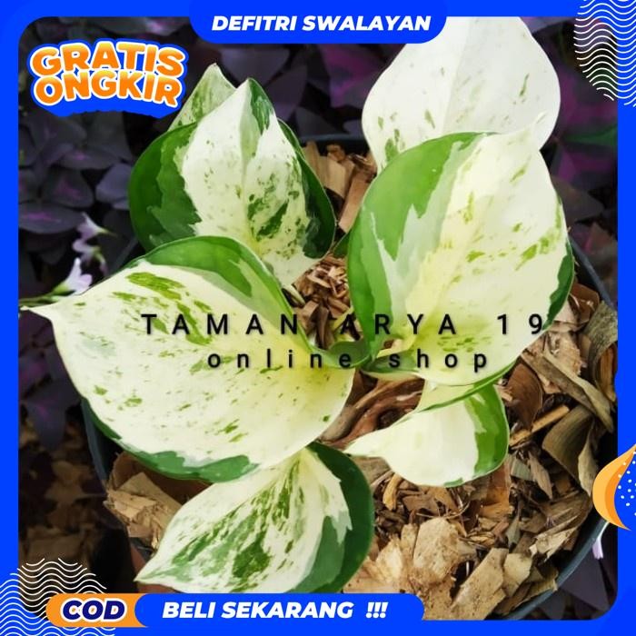 GRATIS ONGKIR TANAMAN HIAS EPIPREMNUM MANJULA - NJOY (TANAMAN HIDUP-BUNGA HIDUP BESAR RIMBUN MURAH-K