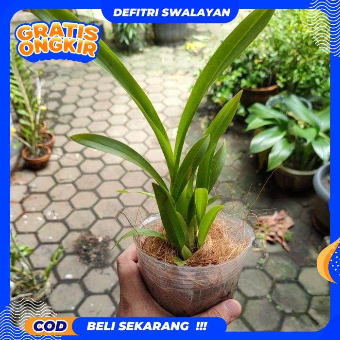 BEBAS ONGKIR ANGGREK ONCIDIUM MARIPOSA SPECIAL DEWASA SIAP BERBUNGA - BUNGA ANGGREK ONCIDIUM DEWASA 