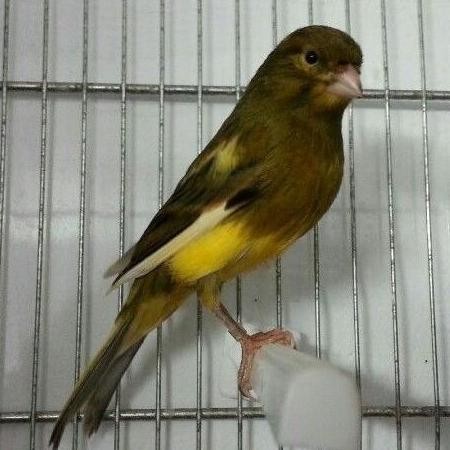 burung kenari loper gelap pilihan murah