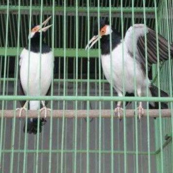 burung jalak suren sepasang jodohan mapan murah