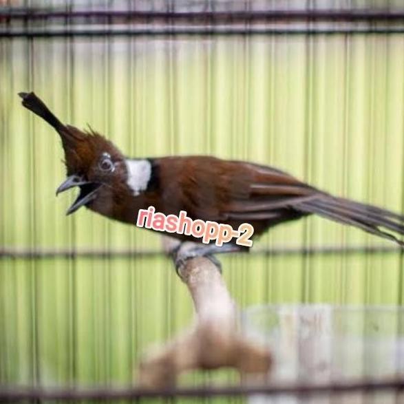 burung cililin coklat gacor jinak mewah masteran handal murah