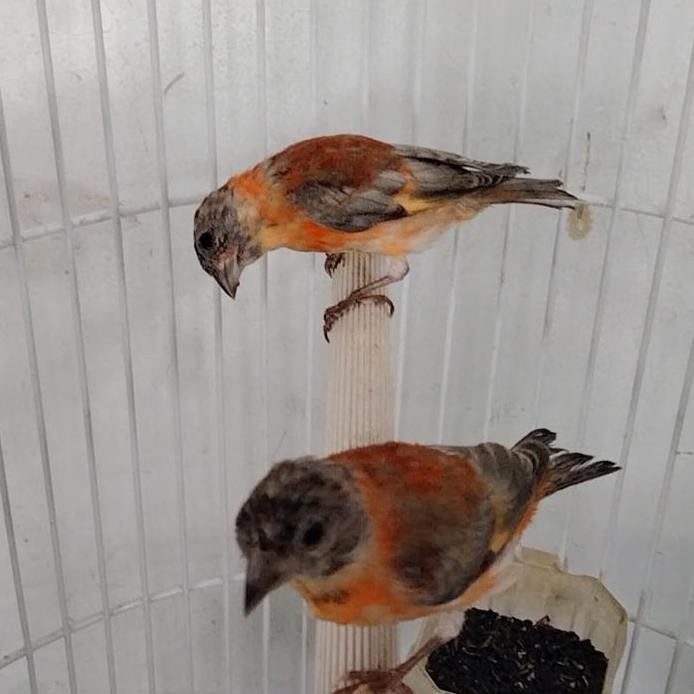 Red siskin dilute jantan muda murah
