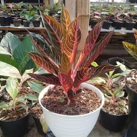 Promo tanaman hias aglonema red sumatra COD